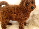 Red Brown Toy Poodle Yavrularimiz