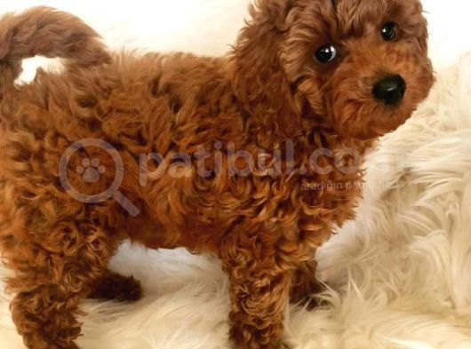 Red Brown Toy Poodle Yavrularimiz görsel