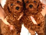 Red Brown Toy Poodle Yavrularimiz