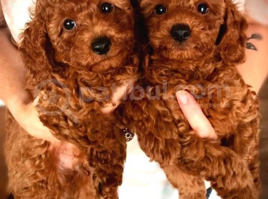 Red Brown Toy Poodle Yavrularimiz