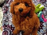 Red Brown Toy Poodle Yavrularimiz