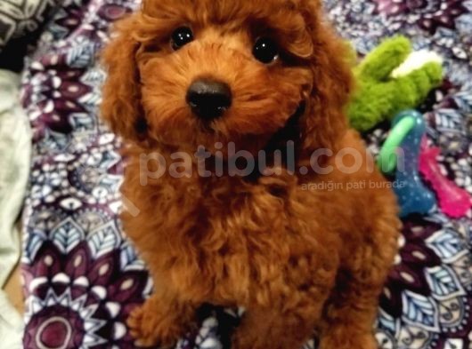 Red Brown Toy Poodle Yavrularimiz görsel