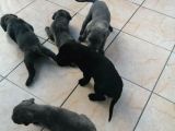 Safkan Secereli Cane Corsa Yavruları Mevcuttur
