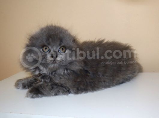 Efsane Scotti̇sh Fold Longhai̇r görsel