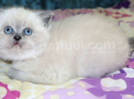 Efsane Bri̇ti̇sh Shorthai̇r Bluepoint görsel