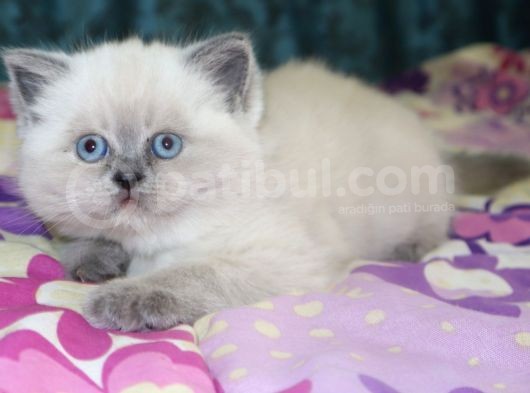 Efsane Bri̇ti̇sh Shorthai̇r Bluepoint görsel