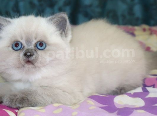Efsane Bri̇ti̇sh Shorthai̇r Bluepoint görsel