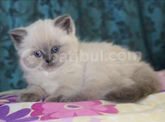 Efsane Bri̇ti̇sh Shorthai̇r Bluepoint görsel