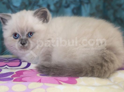 Efsane Bri̇ti̇sh Shorthai̇r Bluepoint görsel