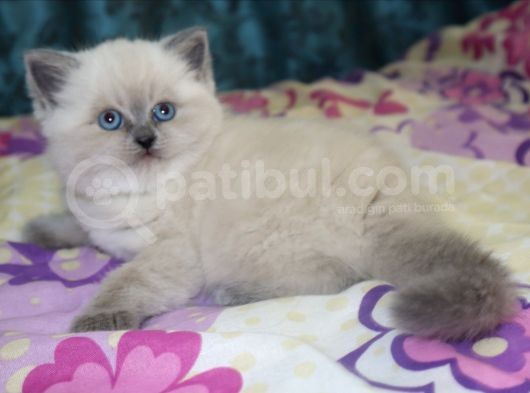 Efsane Bri̇ti̇sh Shorthai̇r Bluepoint görsel