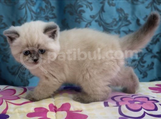 Efsane Bri̇ti̇sh Shorthai̇r Bluepoint görsel