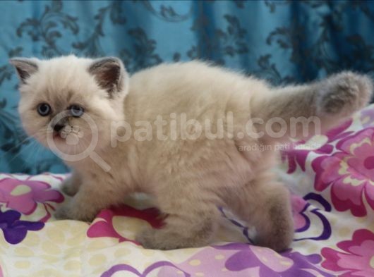 Efsane Bri̇ti̇sh Shorthai̇r Bluepoint görsel