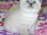 Efsane Bri̇ti̇sh Shorthai̇r Bluepoint