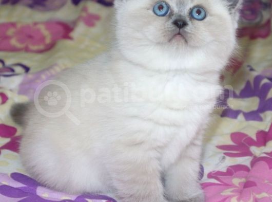 Efsane Bri̇ti̇sh Shorthai̇r Bluepoint görsel
