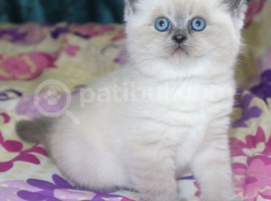 Efsane Bri̇ti̇sh Shorthai̇r Bluepoint görsel