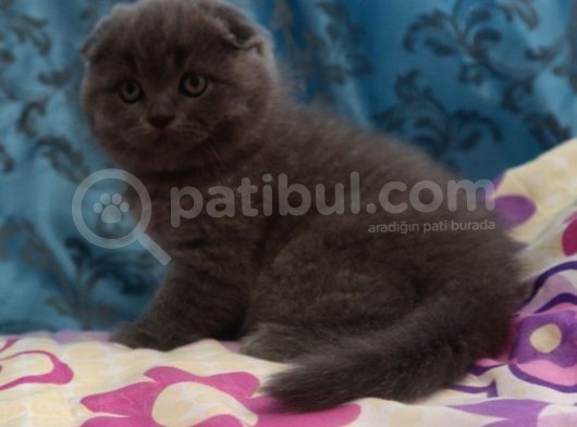 Efsane Scotti̇sh Fold görsel