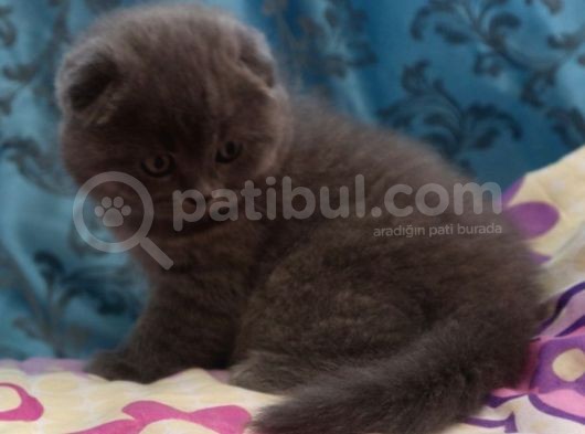 Efsane Scotti̇sh Fold görsel