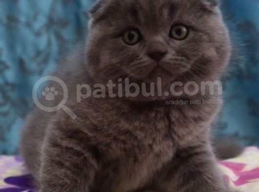 Efsane Scotti̇sh Fold görsel