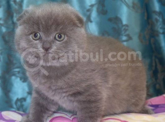 Efsane Scotti̇sh Fold görsel