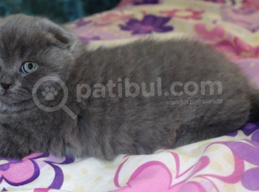 Efsane Scotti̇sh Fold görsel
