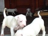 A Kalite Saf Kan Dogo