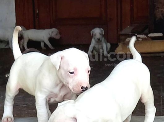 A Kalite Saf Kan Dogo