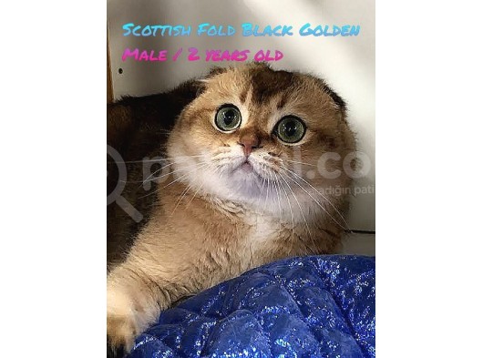 Sevgi Yumağı Scottish Fold Black Golden