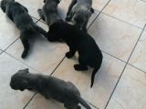 Safkan Secereli Cane Corsa Yavruları Mevcuttur