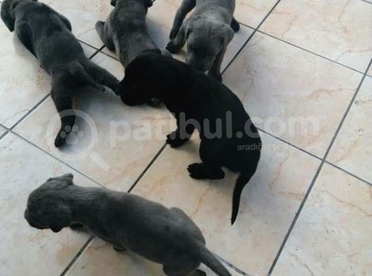 Safkan Secereli Cane Corsa Yavruları Mevcuttur