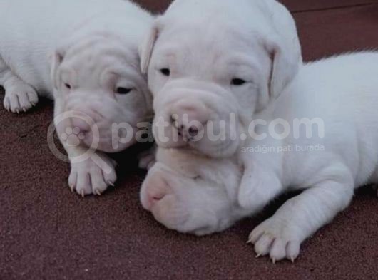 Secereli Uluslararası Dogo Argentino Yavruları