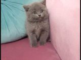 Erkek British Shorthair