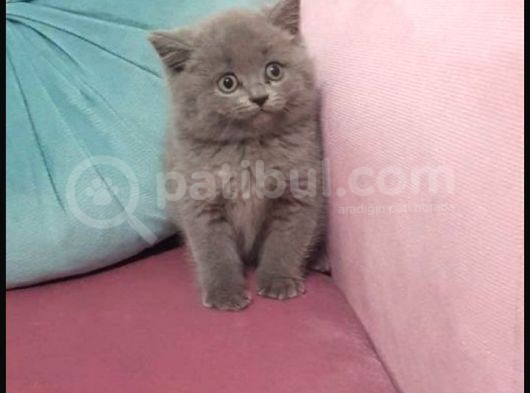 Erkek British Shorthair görsel