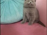 Erkek British Shorthair