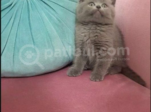 Erkek British Shorthair görsel