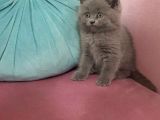 Erkek British Shorthair