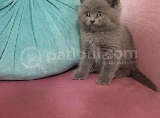 Erkek British Shorthair görsel