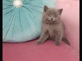 Erkek British Shorthair