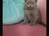 Erkek British Shorthair