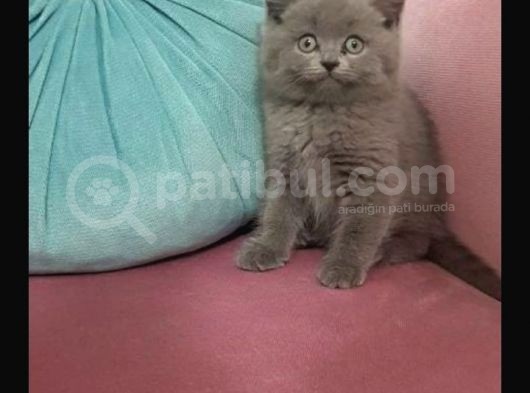 Erkek British Shorthair
