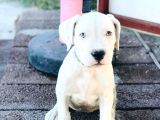 A Kalite Saf Kan Dogo