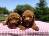 Red Brown Toy Poodle Yavrularimiz
