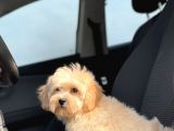 Orjinal Maltipoo Kızımız