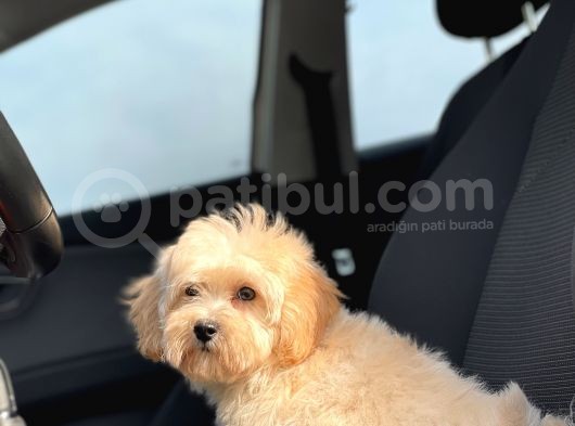 Orjinal Maltipoo Kızımız görsel