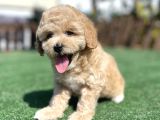 Muhtesem Guzellikte Toy Poodle Yavrularimiz