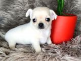 Elma Kafa Teacup Şi̇vava