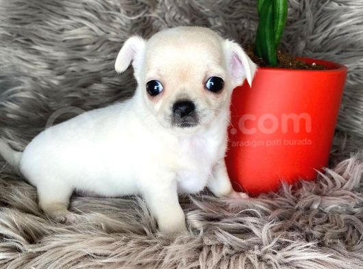 Elma Kafa Teacup Şi̇vava görsel
