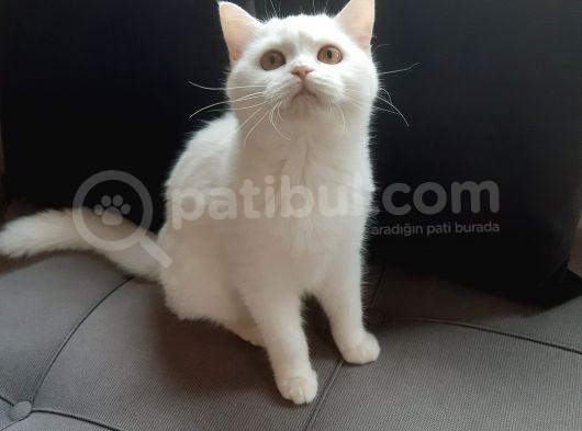 British Shorthair görsel