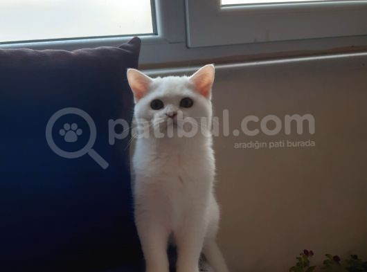 British Shorthair görsel