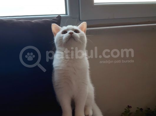 British Shorthair görsel