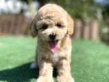 Muhtesem Guzellikte Toy Poodle Yavrularimiz